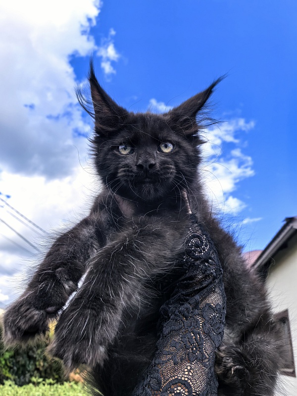 Le Mew  Akbars - Kitten maine-coon 2 months 2 weeks