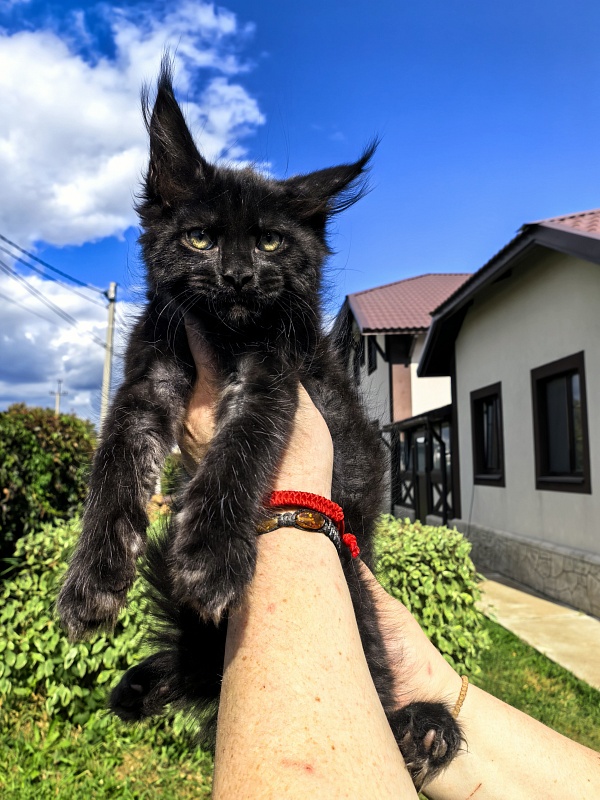 Le Mew  Akbars - Kitten maine-coon 2 months 2 weeks