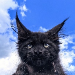 Le Mew  Akbars
