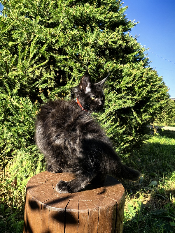 Le Mew  Akbars - Kitten maine-coon 2 months 4 weeks