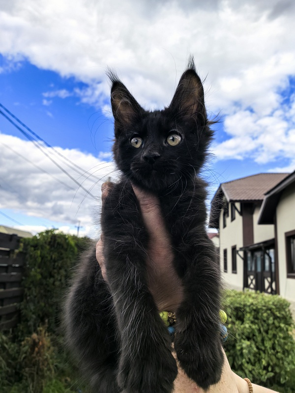 Limpopo Akbars - Kitten maine-coon 2 months 2 weeks