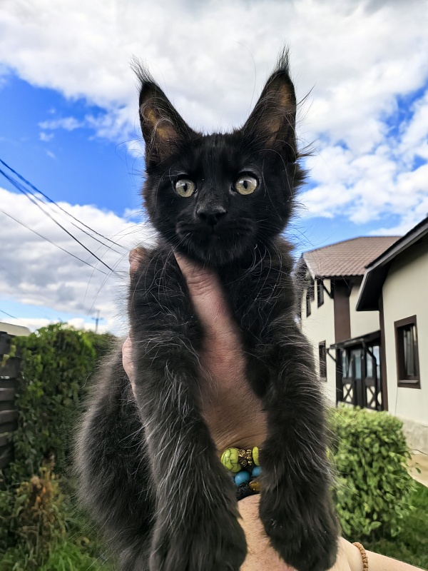 Limpopo Akbars - Kitten maine-coon 2 months 2 weeks