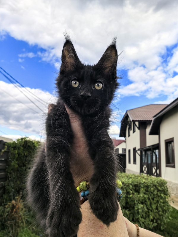 Limpopo Akbars - Kitten maine-coon 2 months 2 weeks
