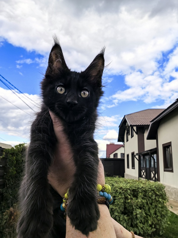 Limpopo Akbars - Kitten maine-coon 2 months 2 weeks
