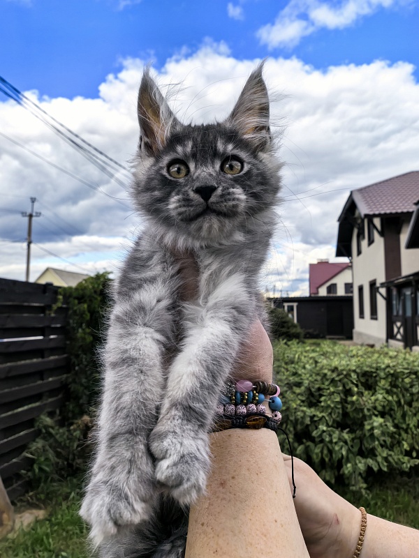 Lavander Flower Akbars - Kitten maine-coon 2 months 2 weeks