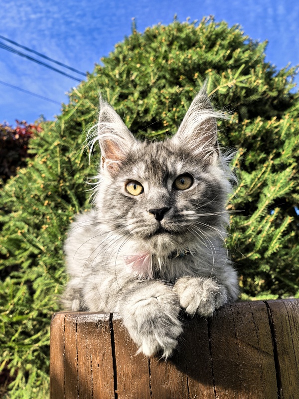 Louis  Akbars - Kitten maine-coon 2 months 4 weeks
