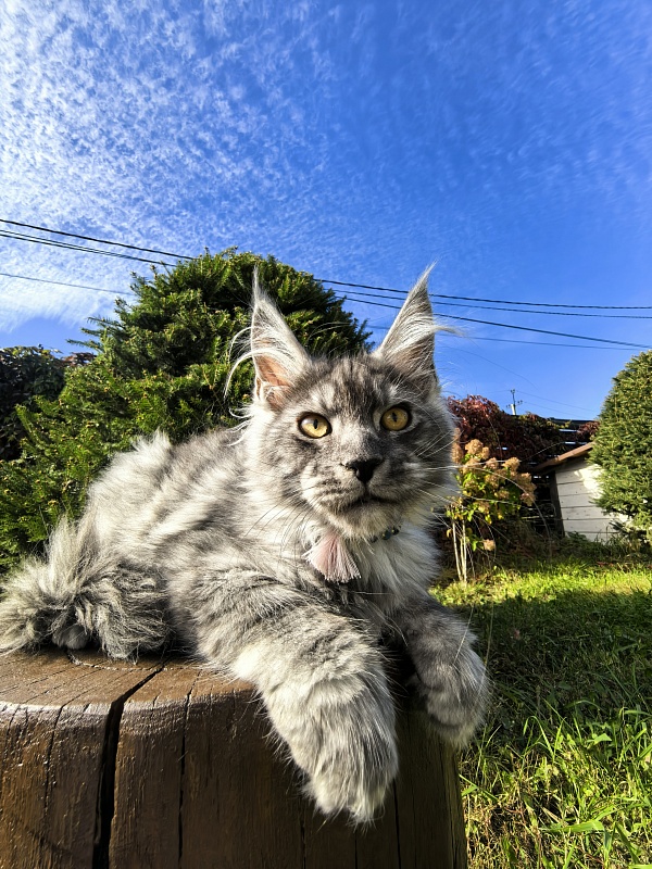 Louis  Akbars - Kitten maine-coon 2 months 4 weeks
