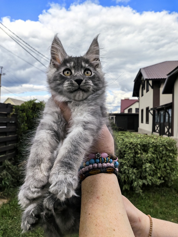 Lavander Flower Akbars - Kitten maine-coon 2 months 2 weeks