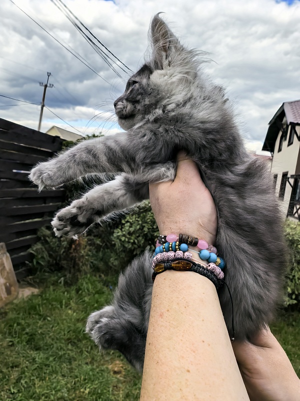 Lavander Flower Akbars - Kitten maine-coon 2 months 2 weeks