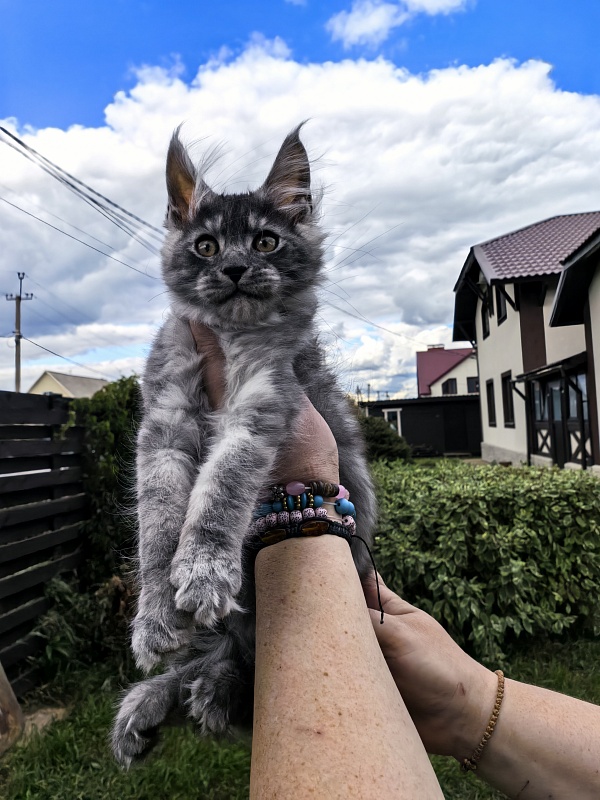 Lavander Flower Akbars - Kitten maine-coon 2 months 2 weeks