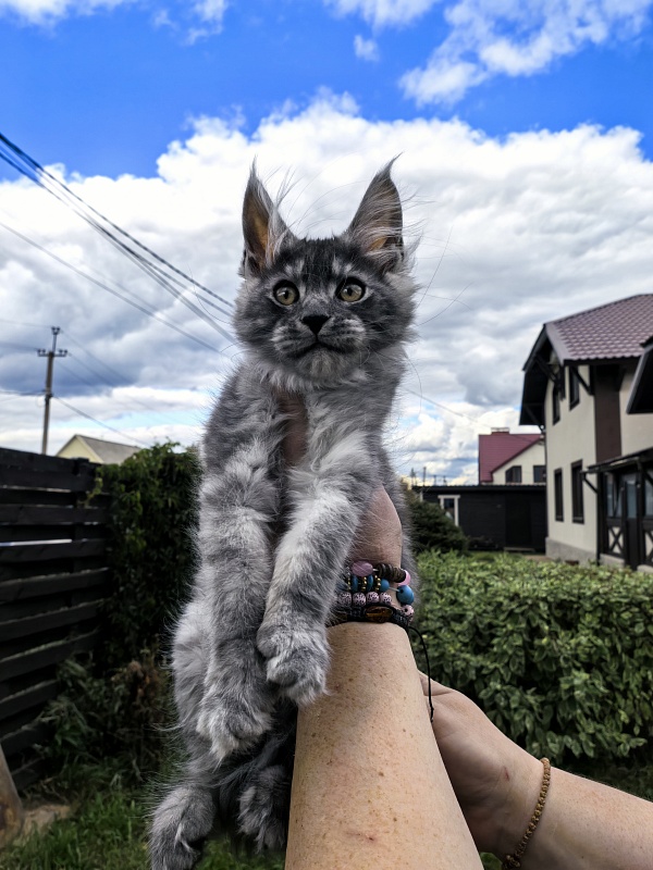 Lavander Flower Akbars - Kitten maine-coon 2 months 2 weeks