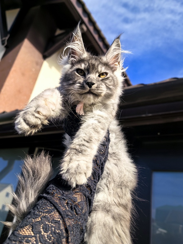 Louis  Akbars - Kitten maine-coon 2 months 4 weeks
