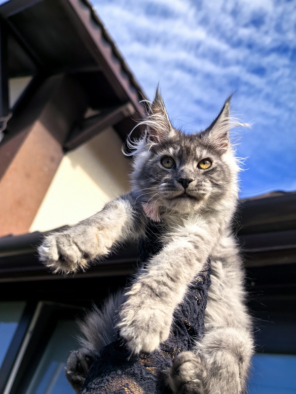 Louis  Akbars - Kitten maine-coon 2 months 4 weeks