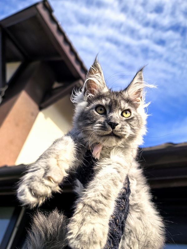 Louis  Akbars - Kitten maine-coon 2 months 4 weeks
