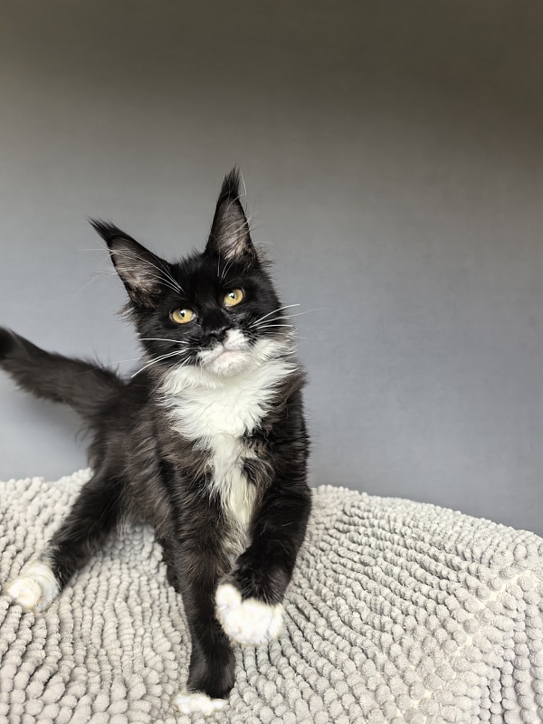 Tina Rose Akbars - Kitten maine-coon 4 months 0.5 weeks