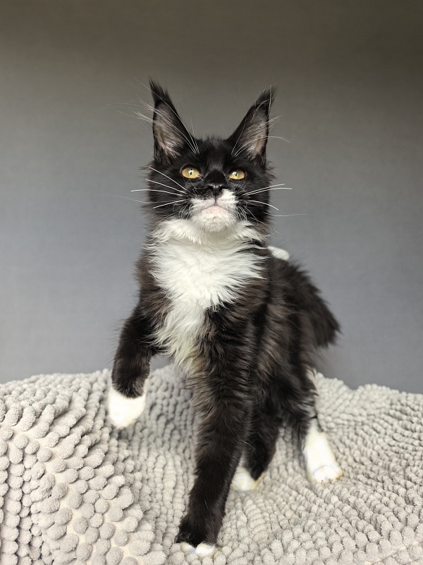 Tina Rose Akbars - Kitten maine-coon 4 months 0.5 weeks