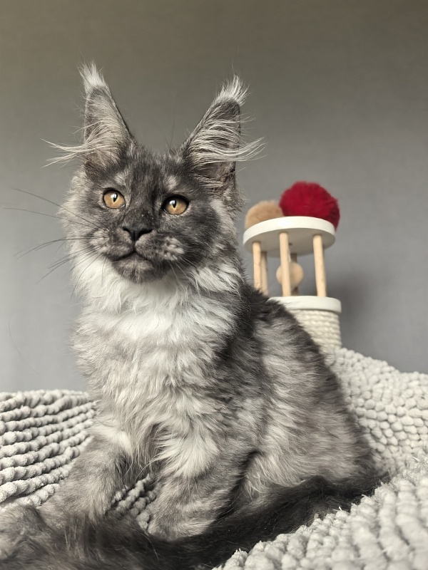 Garrison Akbars - Kitten maine-coon 2 months 1 week