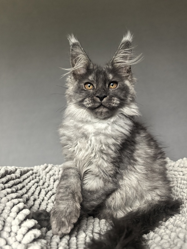 Garrison Akbars - Kitten maine-coon 2 months 1 week