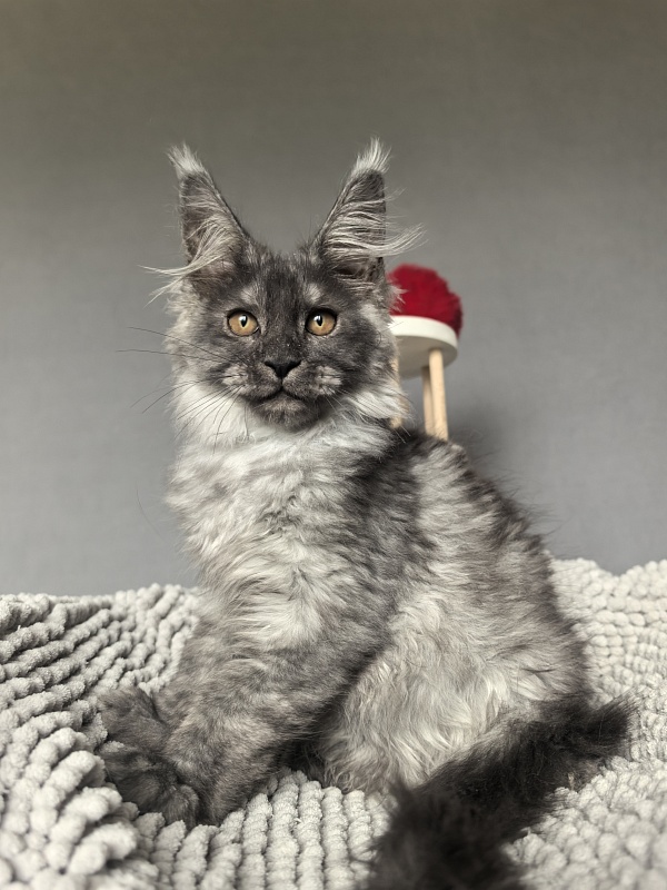 Garrison Akbars - Kitten maine-coon 2 months 1 week