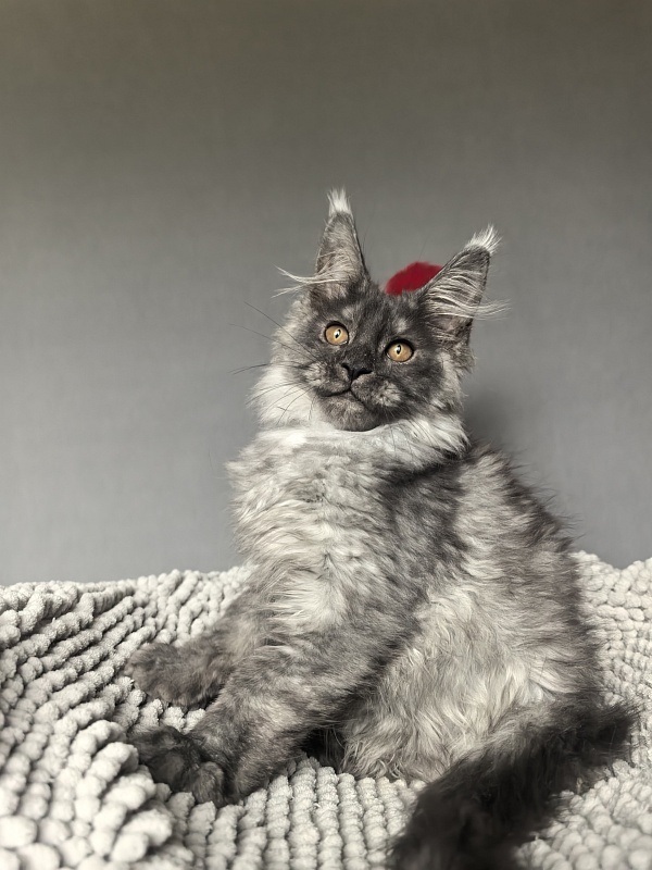 Garrison Akbars - Kitten maine-coon 2 months 1 week