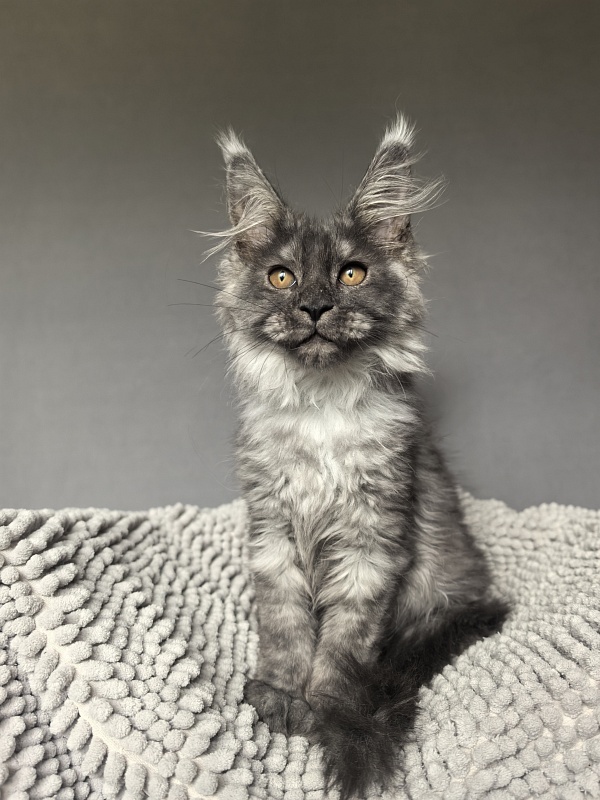 Garrison Akbars - Kitten maine-coon 2 months 1 week