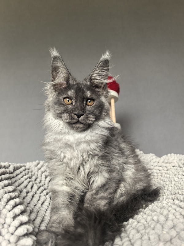Garrison Akbars - Kitten maine-coon 2 months 1 week