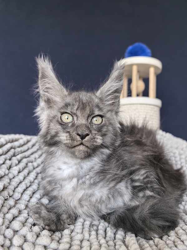 Fant Akbars - Kitten maine-coon 2 months 2 weeks