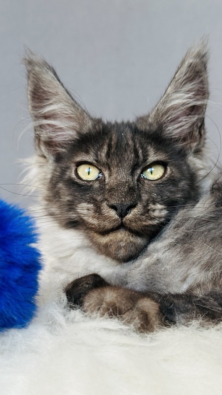 Fant Akbars - Kitten maine-coon 3 months 2 weeks