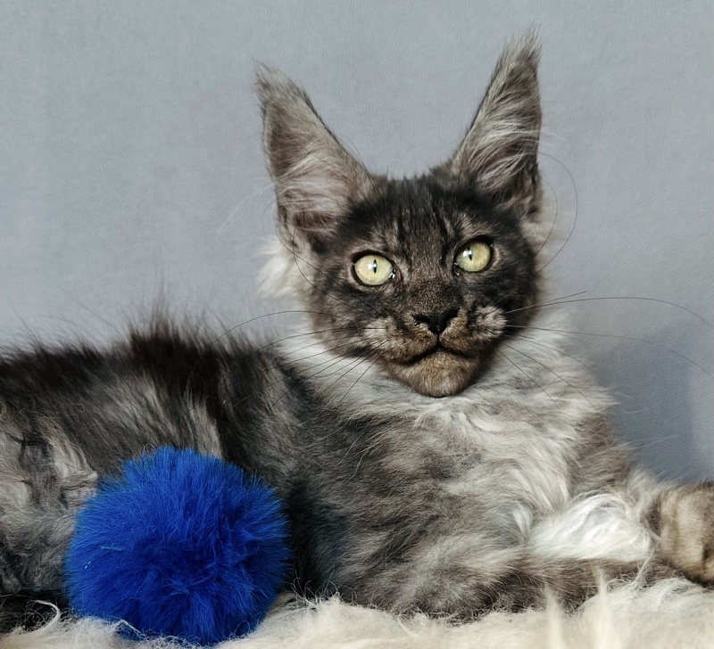 Fant Akbars - Kitten maine-coon 3 months 2 weeks