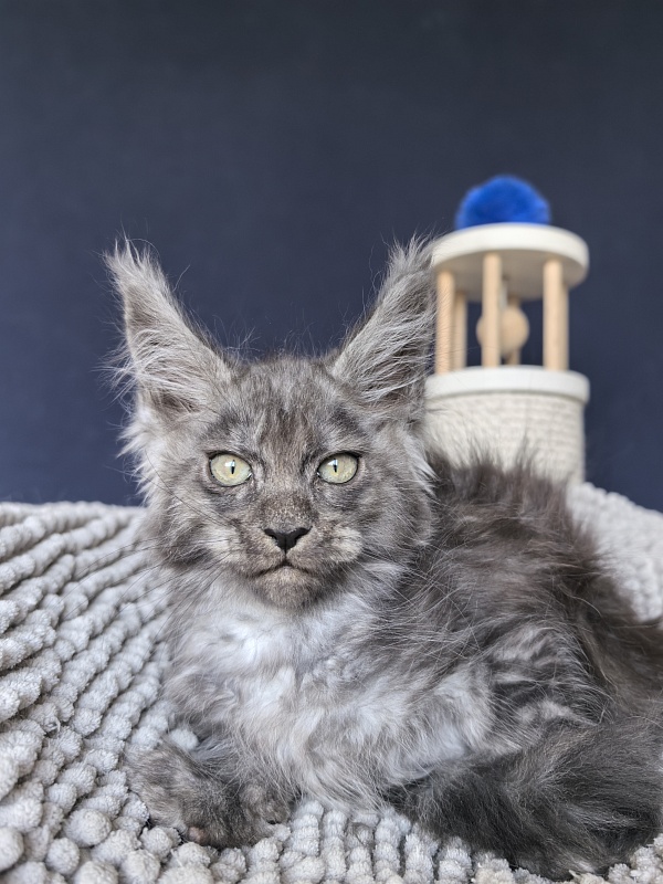 Fant Akbars - Kitten maine-coon 2 months 2 weeks