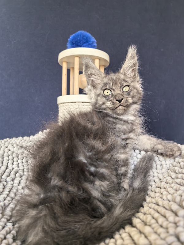 Fant Akbars - Kitten maine-coon 2 months 2 weeks