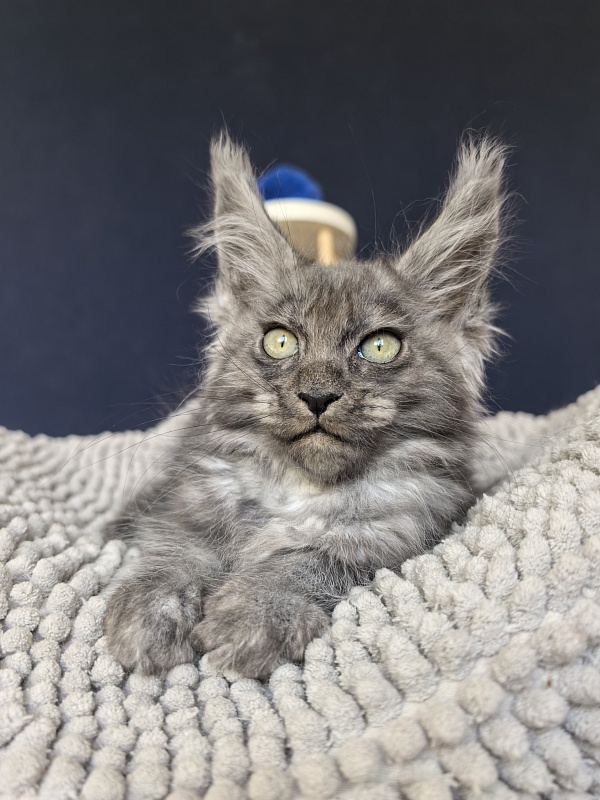 Fant Akbars - Kitten maine-coon 2 months 2 weeks
