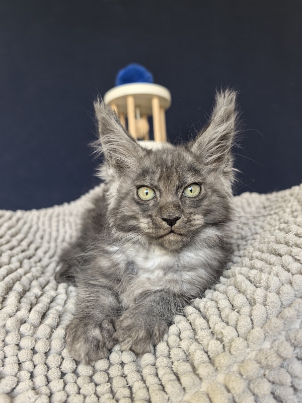 Fant Akbars - Kitten maine-coon 2 months 2 weeks