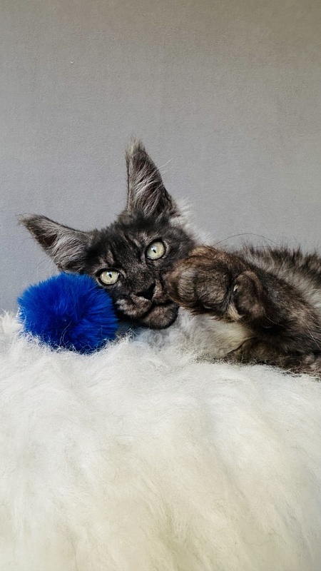 Fant Akbars - Kitten maine-coon 3 months 2 weeks