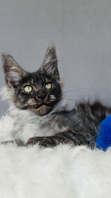Fant Akbars - Kitten maine-coon 3 months 2 weeks