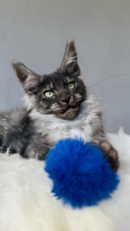 Fant Akbars - Kitten maine-coon 3 months 2 weeks