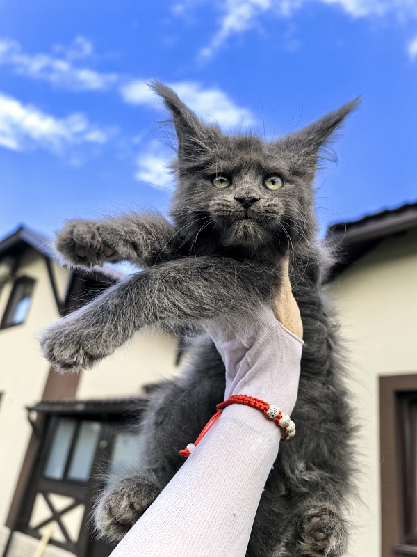 Filat Akbars - Kitten maine-coon 2 months 1 week