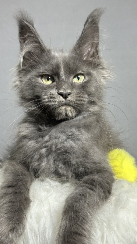 Filat Akbars - Kitten maine-coon 3 months 2 weeks