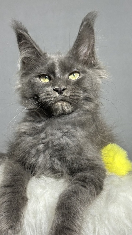 Filat Akbars - Kitten maine-coon 3 months 2 weeks
