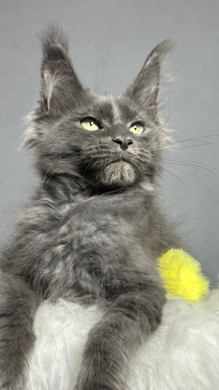 Filat Akbars - Kitten maine-coon 3 months 2 weeks