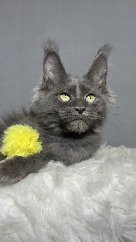 Filat Akbars - Kitten maine-coon 3 months 2 weeks