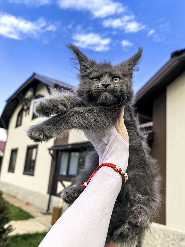 Filat Akbars - Kitten maine-coon 2 months 1 week