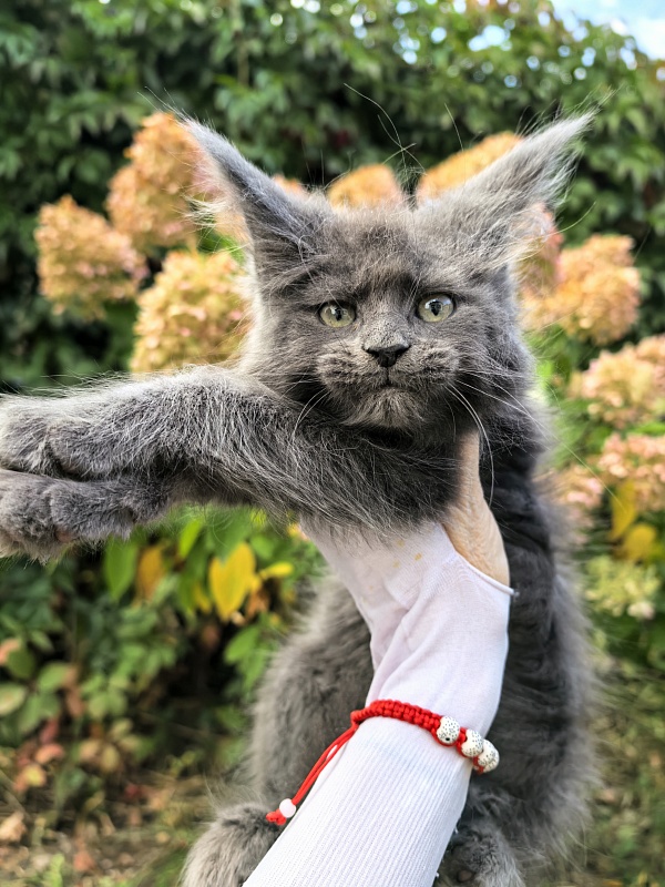 Filat Akbars - Kitten maine-coon 2 months 1 week