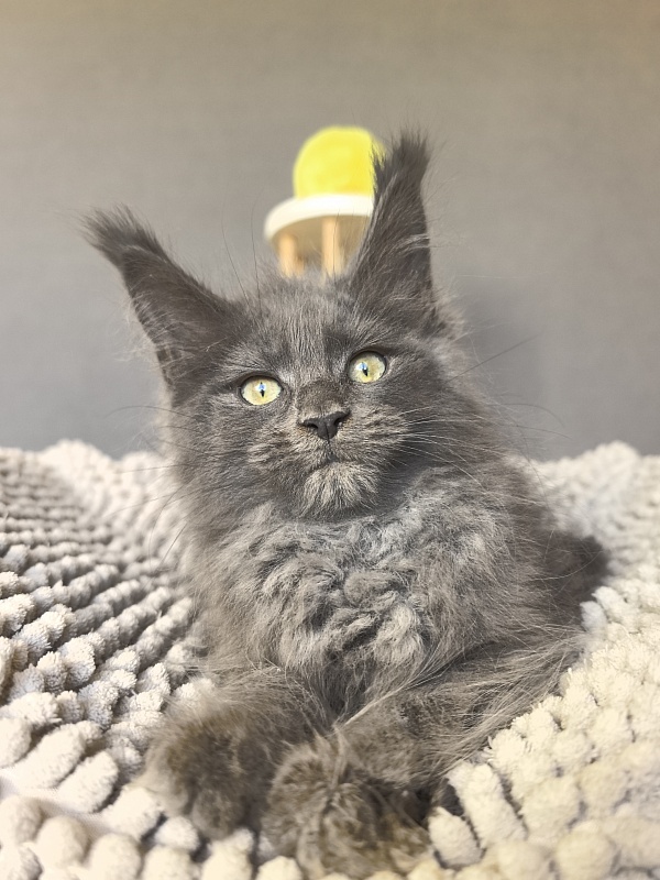 Filat Akbars - Kitten maine-coon 2 months 2.5 weeks