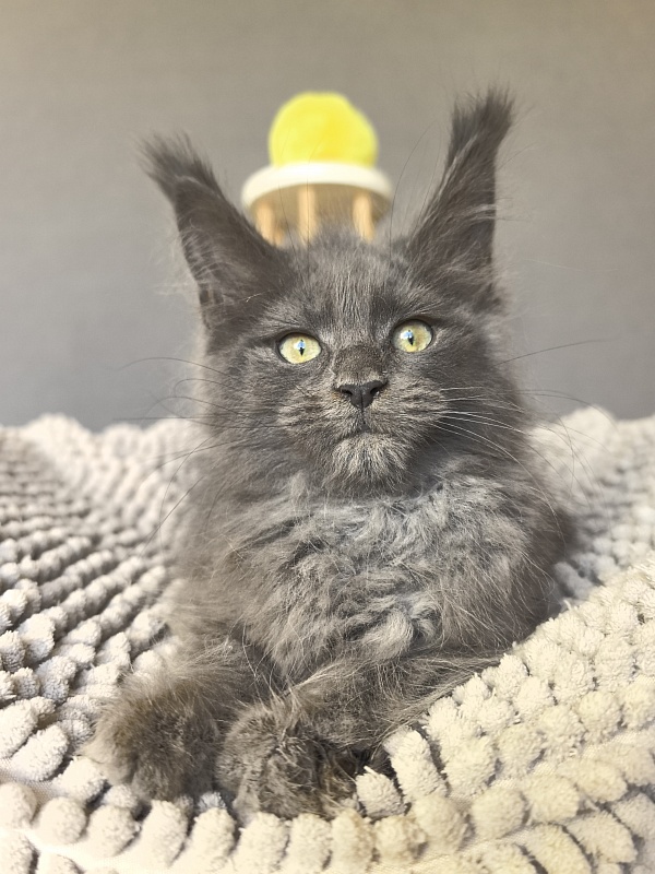Filat Akbars - Kitten maine-coon 2 months 2.5 weeks