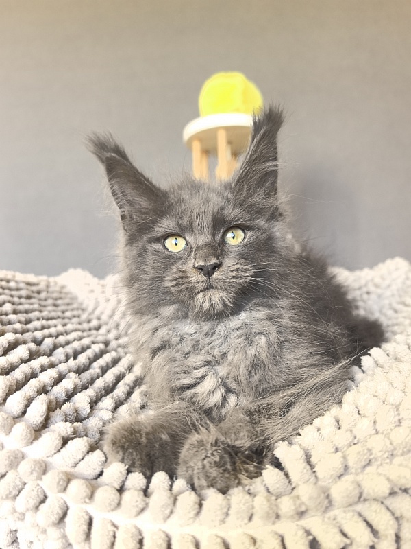 Filat Akbars - Kitten maine-coon 2 months 2.5 weeks