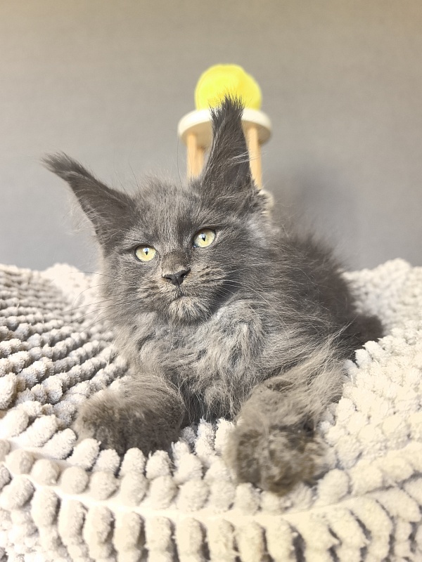 Filat Akbars - Kitten maine-coon 2 months 2.5 weeks
