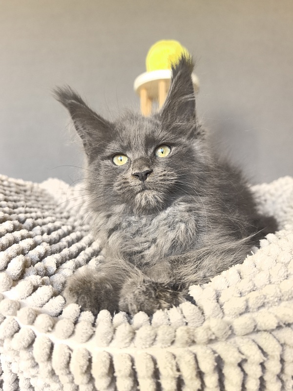 Filat Akbars - Kitten maine-coon 2 months 2.5 weeks