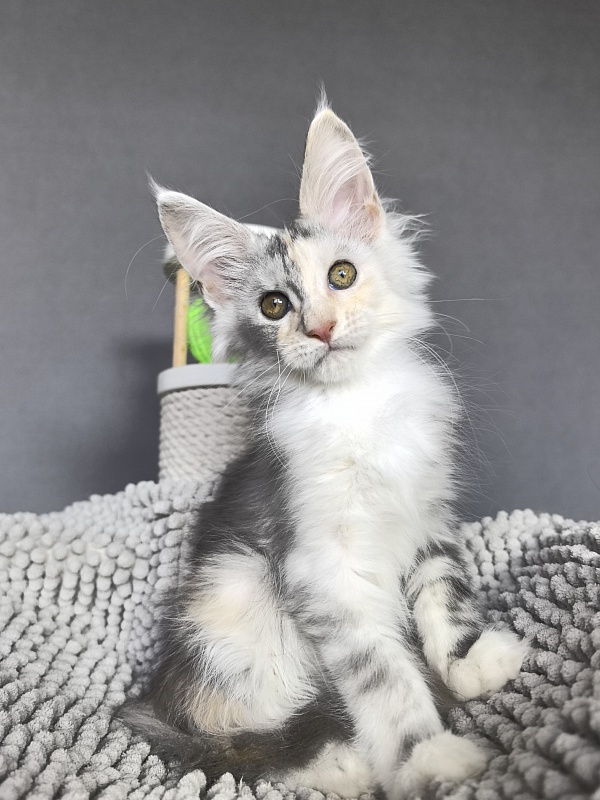 Hestiya Akbars - Kitten maine-coon 2 months 2.5 weeks