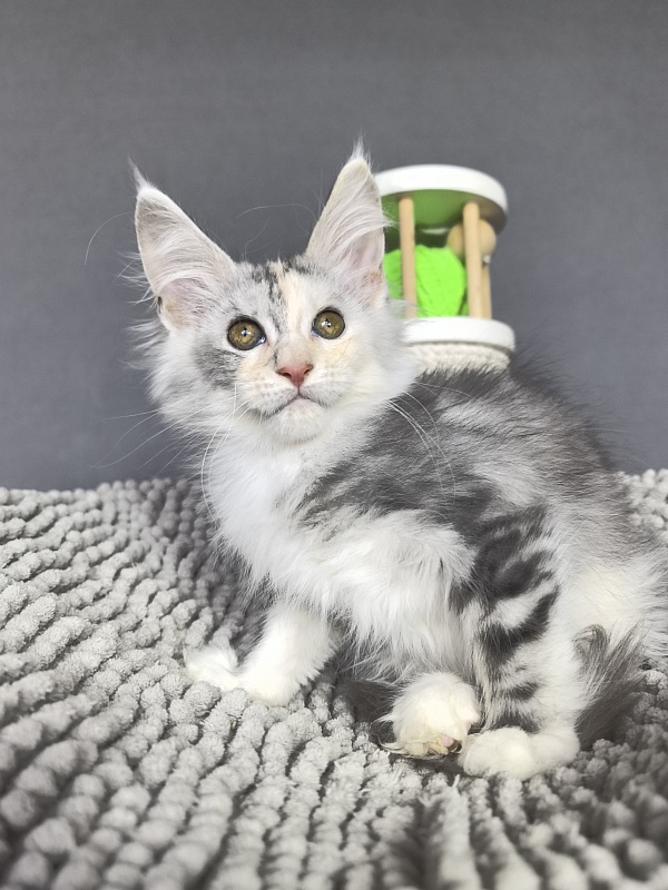 Hestiya Akbars - Kitten maine-coon 2 months 2.5 weeks